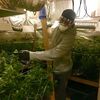 Happy 4/20: NYPD Confiscates 50 Pounds Of Marijuana In Bronx Grow House